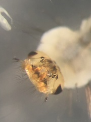 Aedes canadensis mathesoni