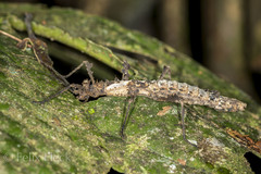 Creoxylus