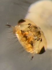 Aedes canadensis mathesoni