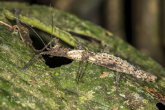 Creoxylus