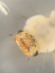 Aedes canadensis mathesoni