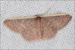 Idaea inversata