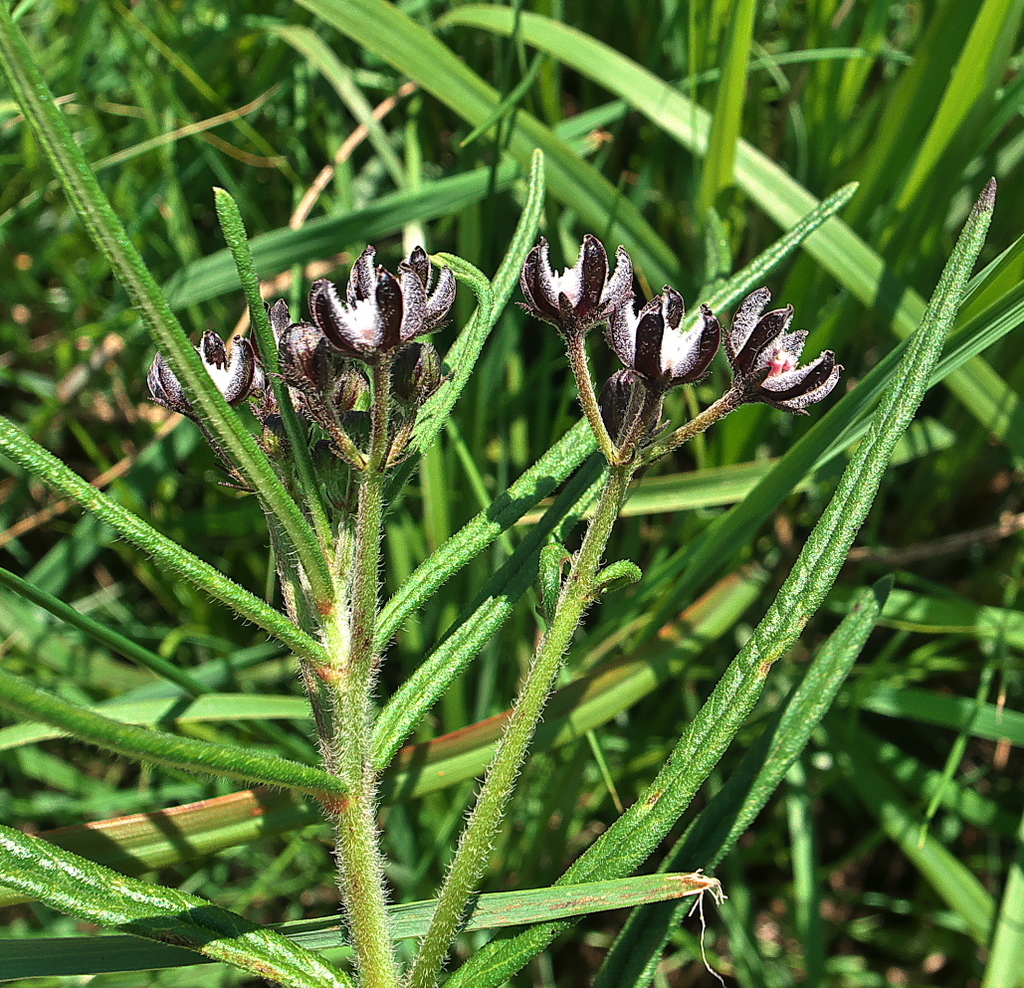 Schizoglossum bidens