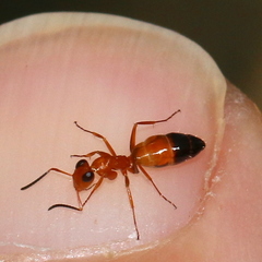 Opisthopsis