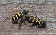 Neoclytus