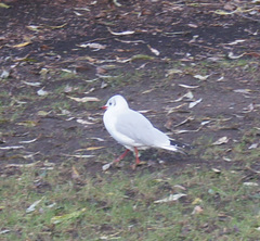 Chroicocephalus ridibundus