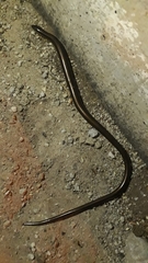 Ophiodes