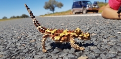 Moloch horridus