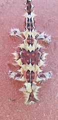 Moloch horridus