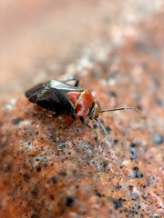 Neocapsus