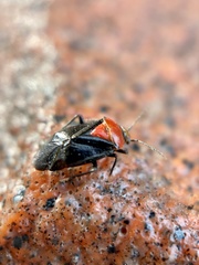 Neocapsus