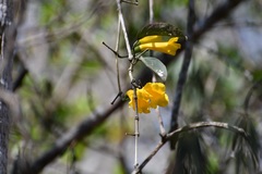Anemopaegma chrysanthum
