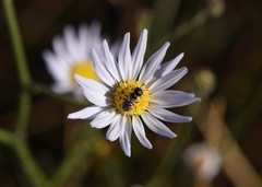 Almutaster pauciflorus