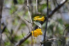 Anemopaegma chrysanthum
