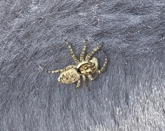 Menemerus semilimbatus