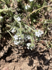 Cryptantha wigginsii