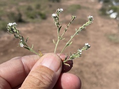 Cryptantha wigginsii