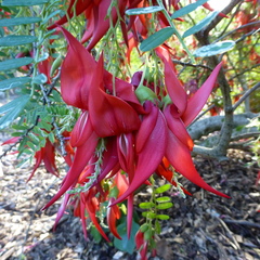 Clianthus puniceus