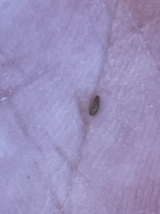 Cryptantha wigginsii