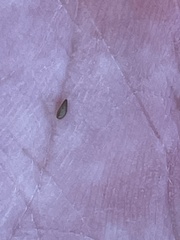 Cryptantha wigginsii