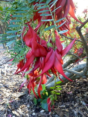 Clianthus puniceus