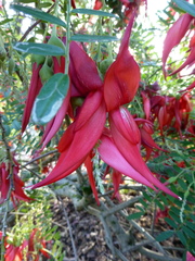 Clianthus puniceus