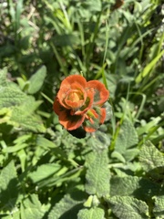 Castilleja latifolia