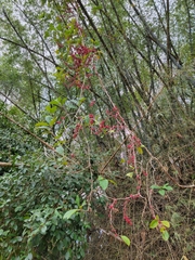 Doliocarpus dentatus