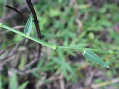 Thuarea involuta