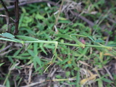 Thuarea involuta
