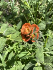 Castilleja latifolia