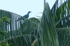 Ducula perspicillata