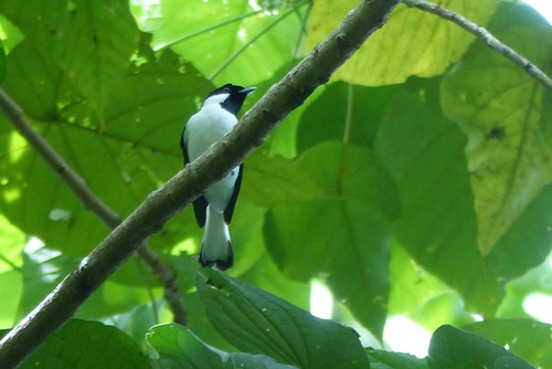 Black-tipped Monarch