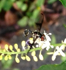 Allobaccha siphanticida