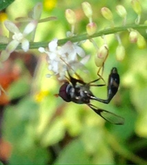 Allobaccha siphanticida