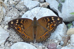 Junonia erigone