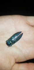 Chalcophorotaenia