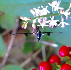 Allobaccha siphanticida