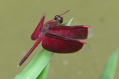 Neurothemis manadensis