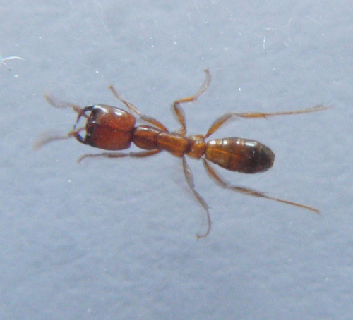 Red Driver Ant