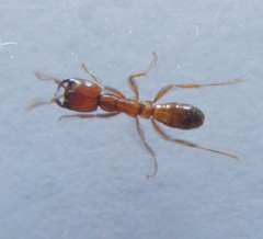 Dorylus helvolus