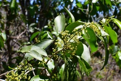 Pristimera celastroides