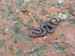 Diadophis punctatus stictogenys