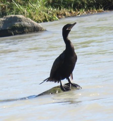 Nannopterum brasilianum