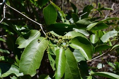 Pristimera celastroides
