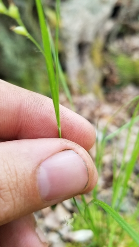 Image of Carex digitalis by (c) Jeff Wilson, some rights reserved (CC BY)