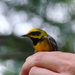 Golden-winged × Blue-winged Warbler - Photo (c) Linda Ruth, some rights reserved (CC BY-NC-ND)