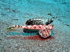 Dactylopus dactylopus