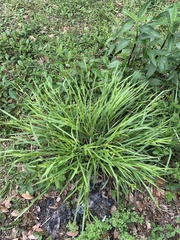 Carex flaccosperma