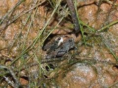 Tettigidea